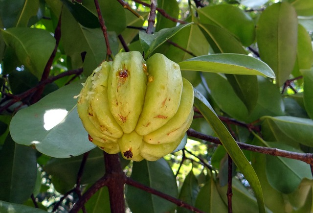 Garcinia