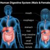 Digestive System